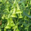 Nicotiana Hybride -- Gruene Glocken